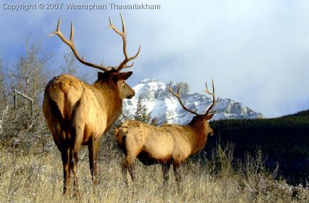 Elk