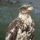 Kev the Bald Eagle