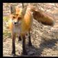 Red Fox