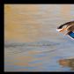 Flight of the Mallard