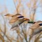 Mallards in Flight