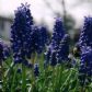 Bee Happy Hyacinths