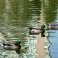 Ducks in a pond