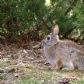 A rabbit